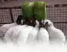 تصنيف  الزراعي و الحيواني – دليل الأعمال